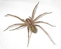 Spiders – Evergreen Pest Control & Solutions